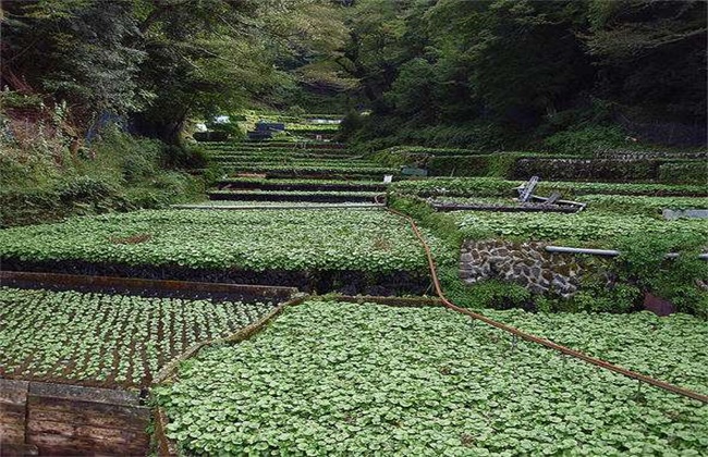 山葵种植注意事项
