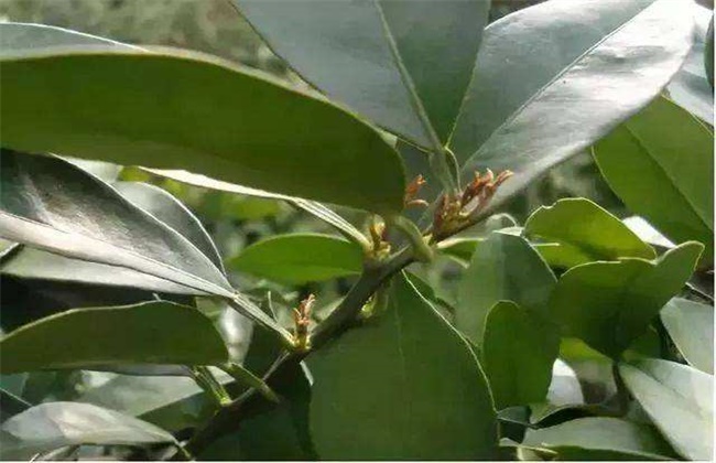 砂糖桔的促花技术