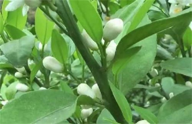 砂糖桔的促花技术