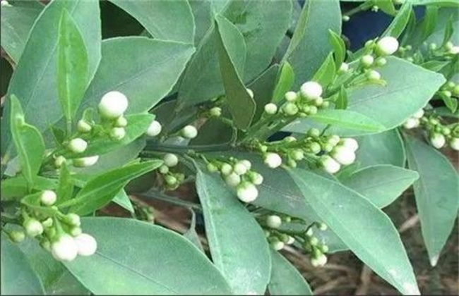 砂糖桔的促花技术