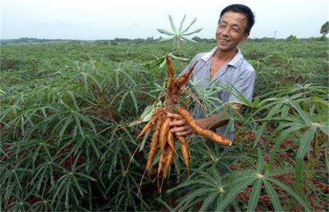 木薯