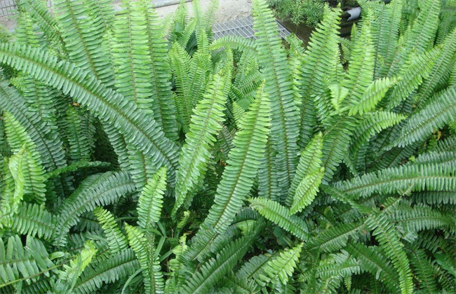 肾蕨 怎么 种植