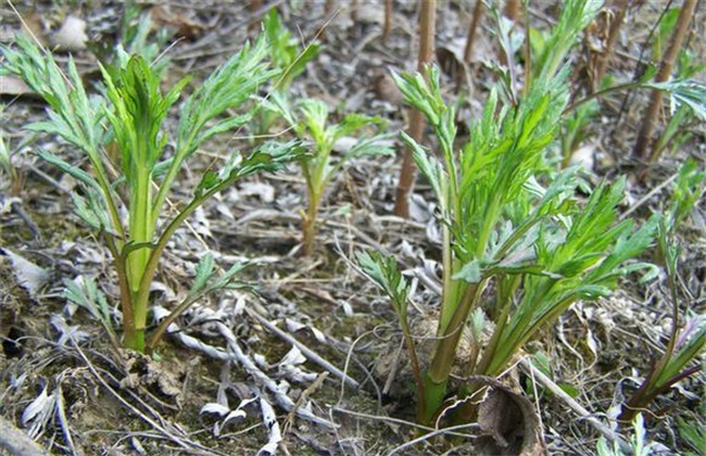 适合 人工种植 野菜