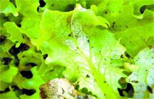 生菜叶片出现斑点是什么原因