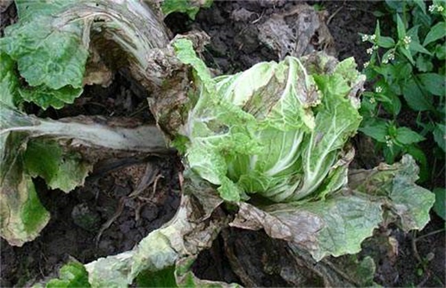 生菜叶片出现斑点是什么原因