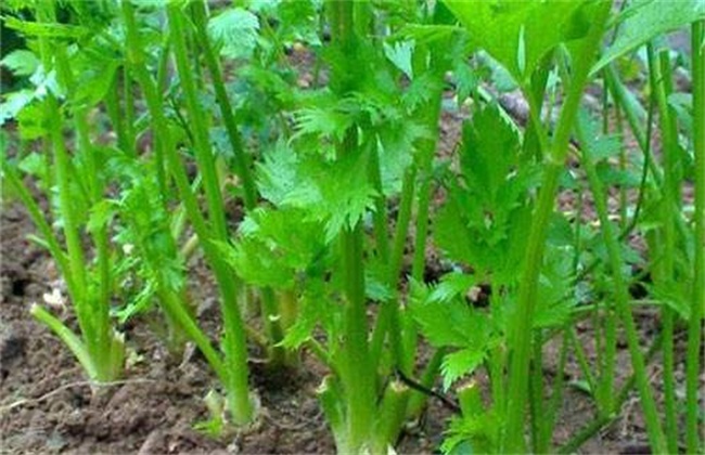 芹菜烧心的防治方法