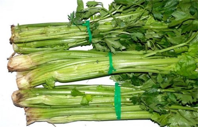 芹菜烧心的防治方法