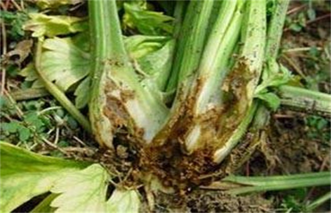 芹菜烧心的防治方法