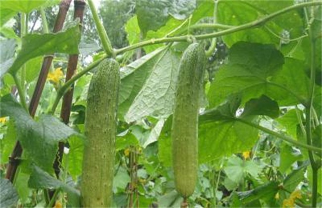 如何提高 黄瓜 种植效益