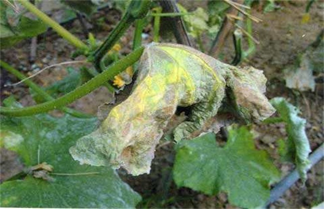 黄瓜茎杆开裂