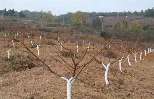 苹果春季清园注意事项