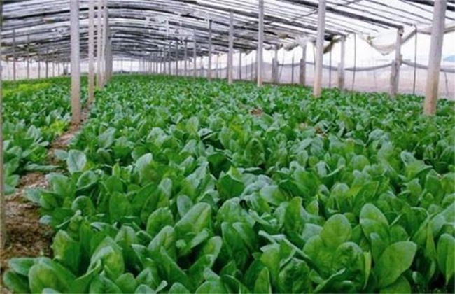 油菜叶色异常的原因及防治方法