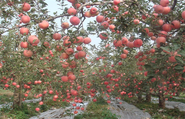 苹果树 修剪 误区