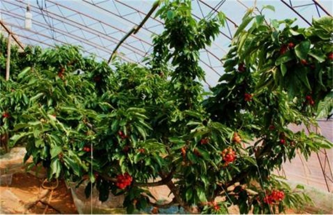 大棚种植樱桃注意事项