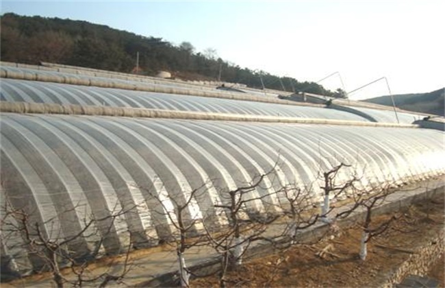 大棚种植樱桃注意事项
