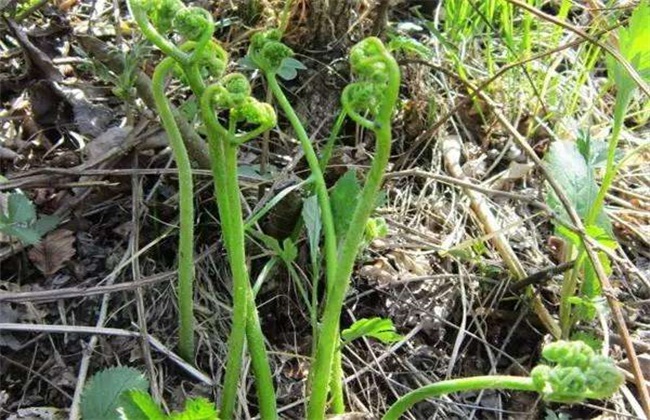 蕨菜 田间管理 要点