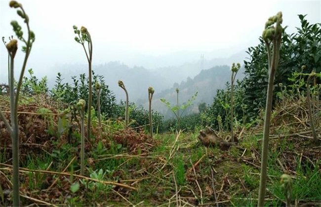 蕨菜 田间管理 要点