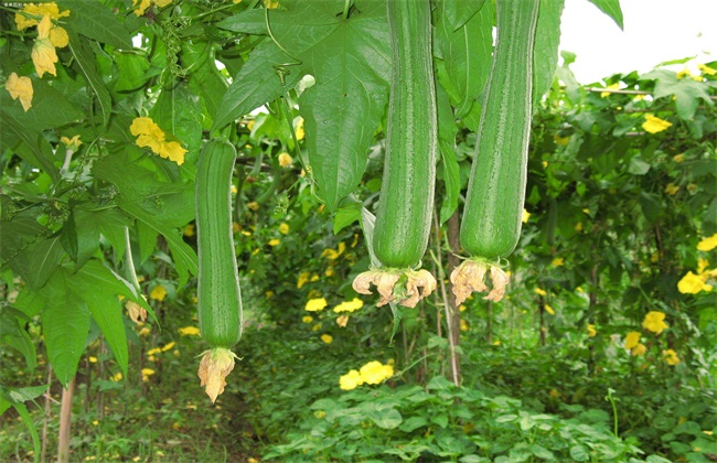 丝瓜 田间管理 要点