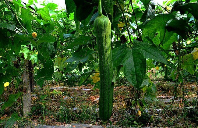 丝瓜 田间管理 要点