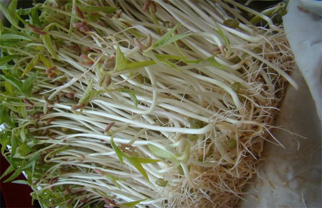 豆芽
