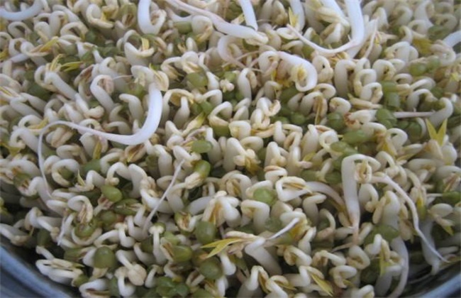 豆芽