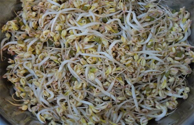 豆芽