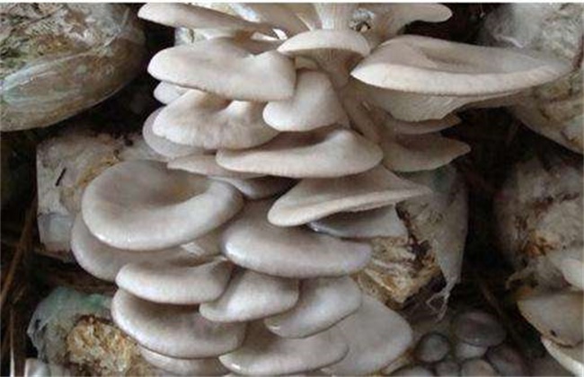 春季平菇管理要点