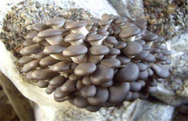 春季平菇管理要点