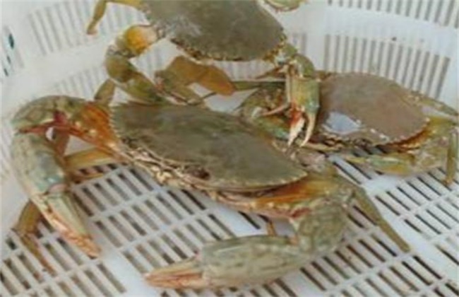 青蟹多少钱一斤
