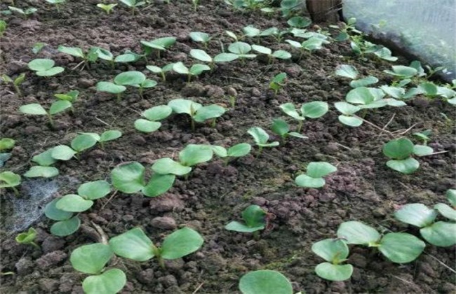 黑老虎 怎么 繁殖