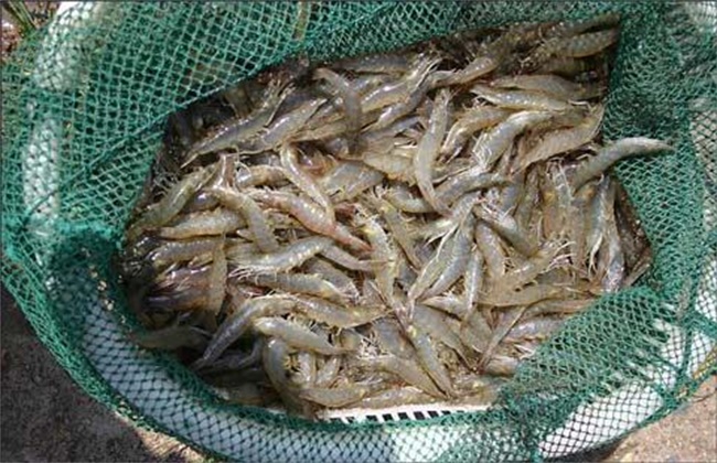 南美对虾多少钱一斤