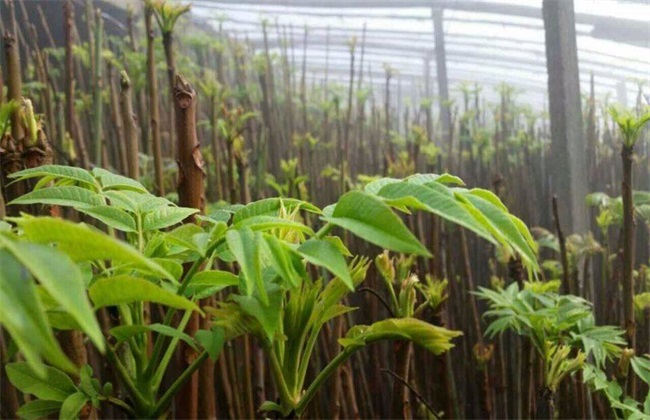 香椿 种子 怎么种