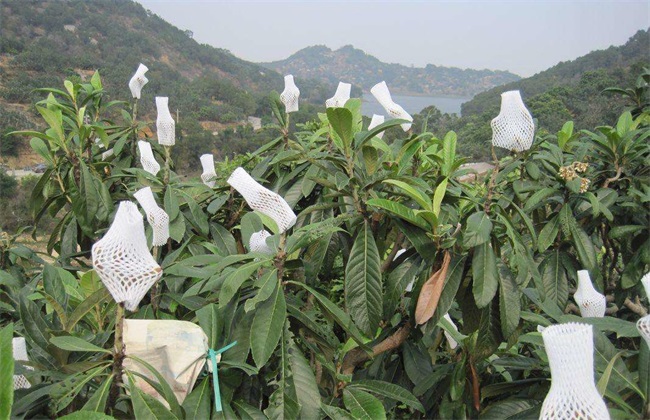 枇杷 栽培 管理技术
