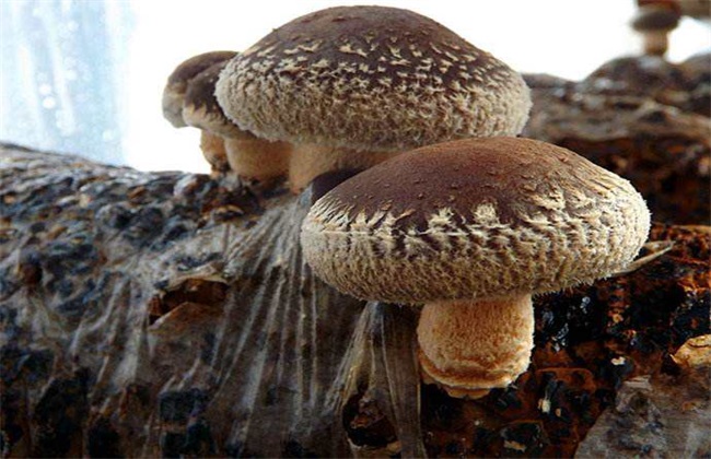 香菇 种植 技术