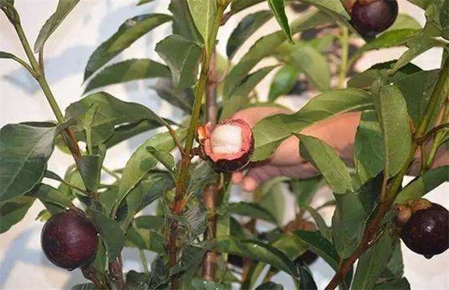 山竹 肥水 管理