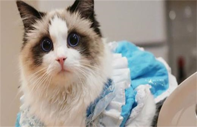 纯种布偶猫多少钱一只