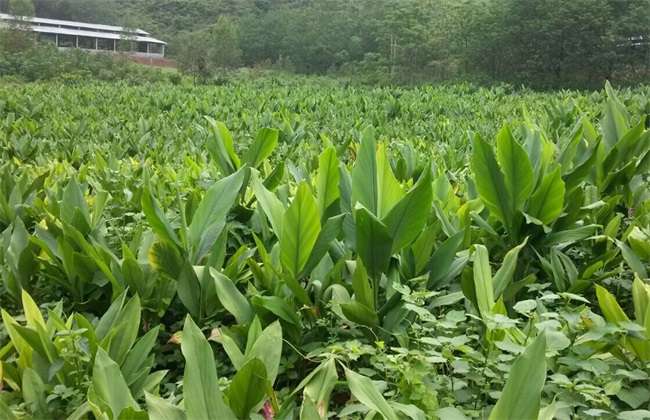 姜黄的种植前景如何