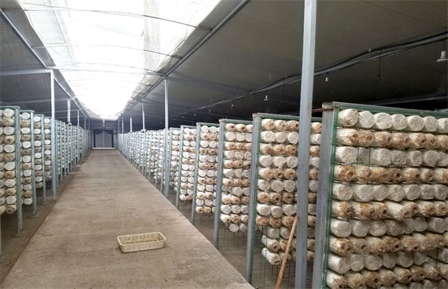 食用菌种植市场前景怎么样