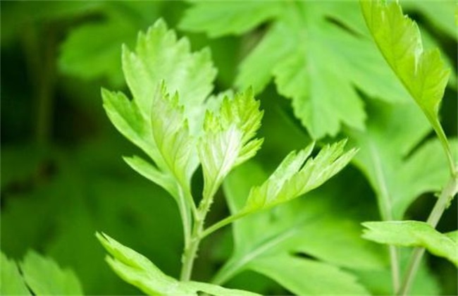 艾草 价格 多少钱一斤