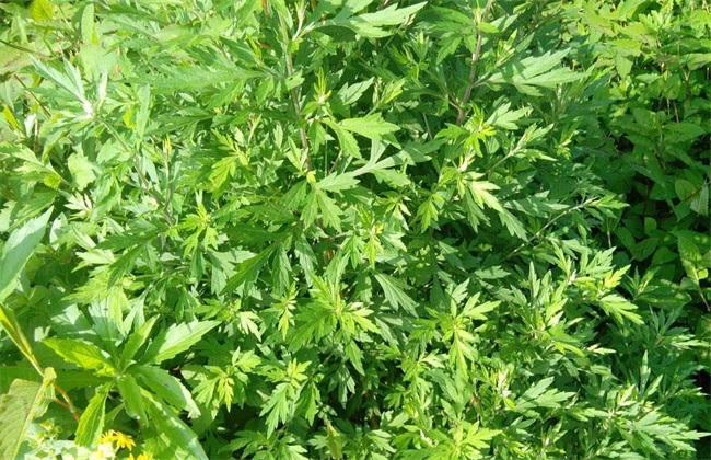 艾草 价格 多少钱一斤