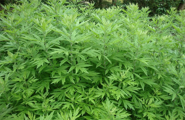 艾草 价格 多少钱一斤