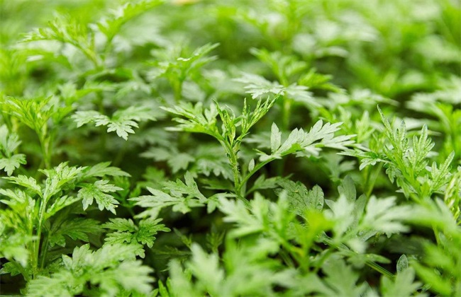 艾草 价格 多少钱一斤