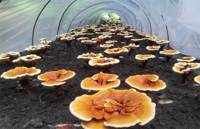 灵芝 价格 多少钱一斤
