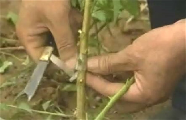 桃树的嫁接时间和方法