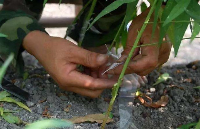 桃树的嫁接时间和方法