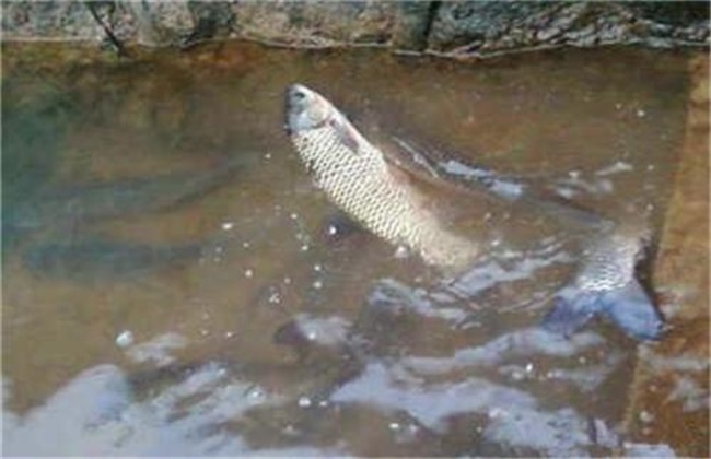 预测2019年草鱼行情