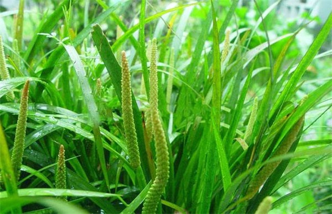 石菖蒲 价格 一斤多少钱