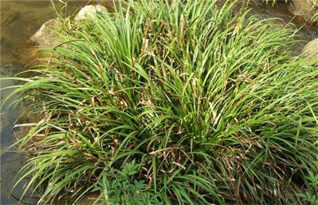 石菖蒲 价格 一斤多少钱