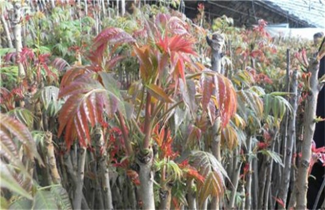 香椿 田间管理 要点