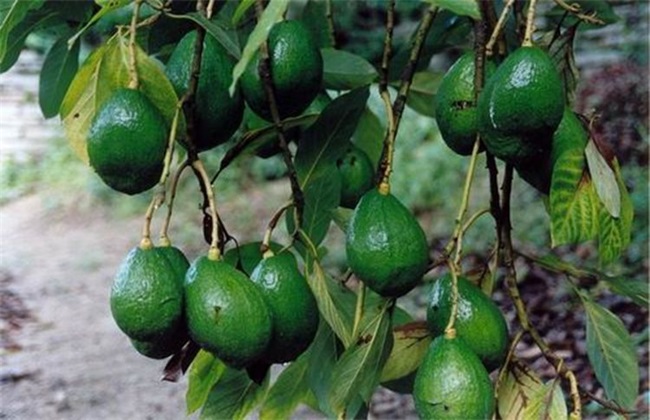 牛油果价格多少钱一斤